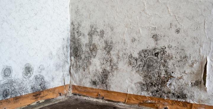 Black,Mold,On,The,Wallpaper,On,The,Wall,In,A