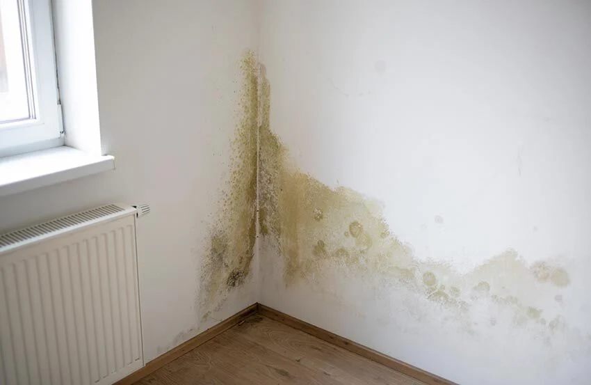 rising-damp-article-image
