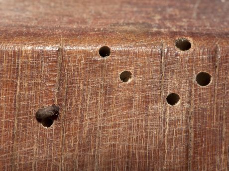 common-furniture-beetle-anobium-punctatum